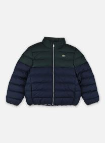 Daunenjacken Clrblk Midwt Puffer mehrfarbig